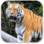 tiger 3d live wallpaper android application logo